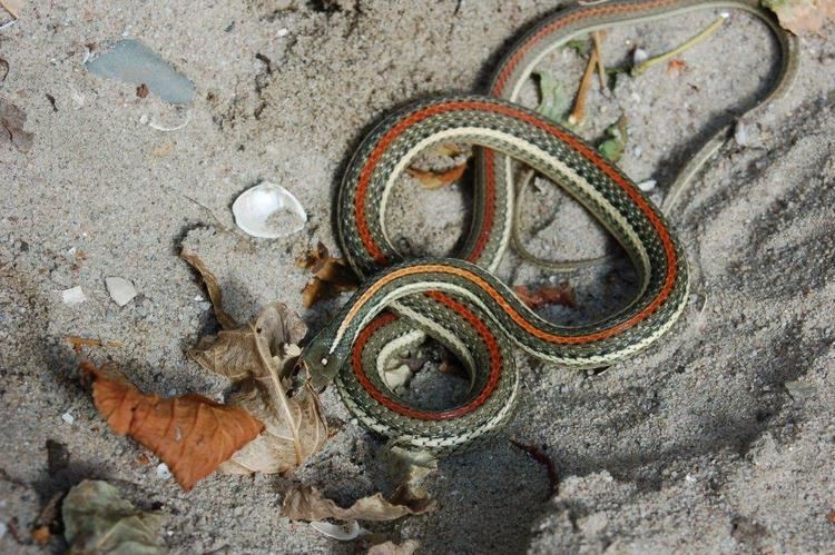 Thamnophis proximus Thamnophis proximus rubrilineatus Steven Bol Garter Snakes
