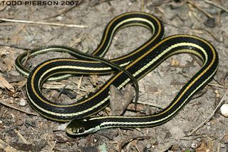 Thamnophis proximus Thamnophis proximus Western ribbon snake Discover Life mobile