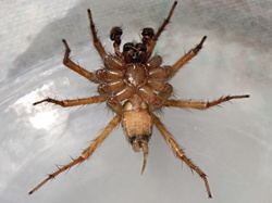 Thanatus flavidus Familles Agelenidae Lycosoides coarctata Les araignes de