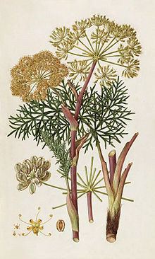 Thapsia (plant) httpsuploadwikimediaorgwikipediacommonsthu