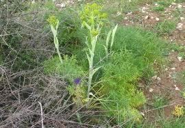 Thapsia (plant) HerbsTreat and Taste THAPSIA GARGANICA OR DRIAS PLANT WITH GREEK