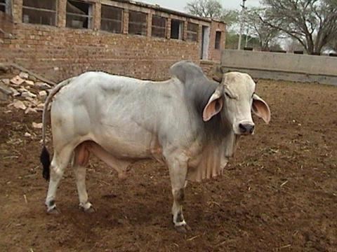 Tharparkar (cattle) Tharparkar Dairy Knowledge Portal