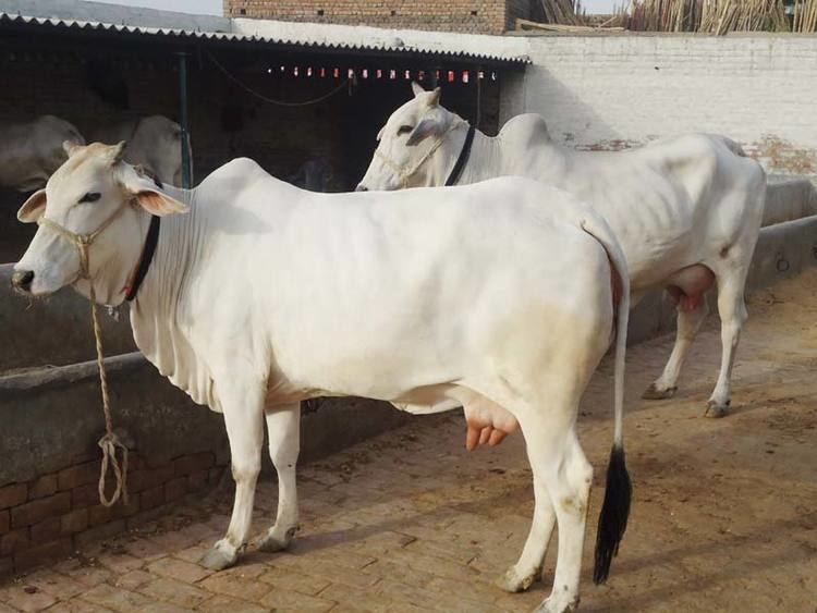 Tharparkar (cattle) Tharparkar CowTharparkar Breed CowTharparkar Bull Suppliers