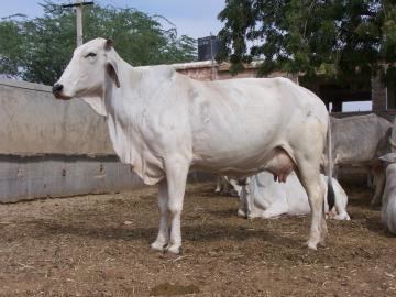 Tharparkar (cattle) Tharparkar Dairy Knowledge Portal