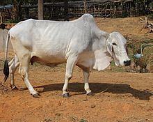 Tharparkar (cattle) Tharparkar cattle Wikipedia