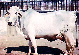 Tharparkar (cattle) Breeds of Livestock Tharparkar Cattle Breeds of Livestock