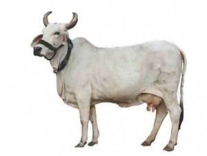 Tharparkar (cattle) Tharparkar Cow Vrindavan Tharparkar Desi Cow Club