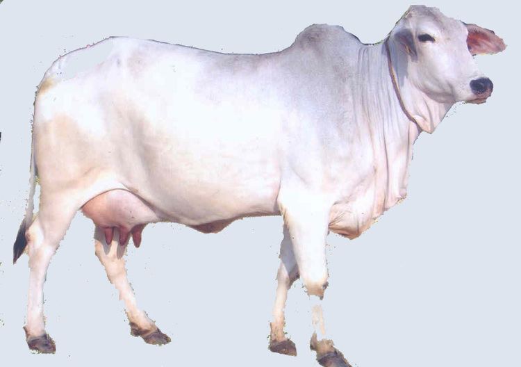 Tharparkar (cattle) Tharparkar Cow Modern Farming Methods