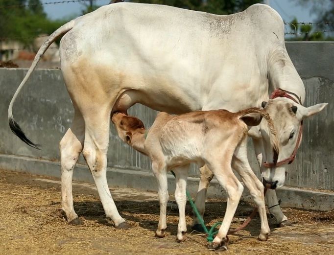Tharparkar (cattle) All Paedia Tharparkar Cattle Breed
