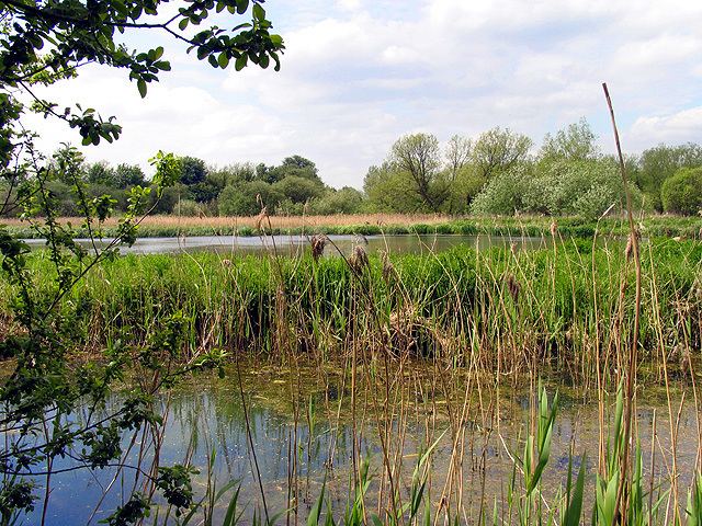 Thatcham Reed Beds