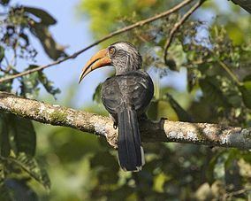 Thattekad Bird Sanctuary httpsuploadwikimediaorgwikipediacommonsthu