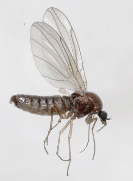 Thaumaleidae Dipterainfo Discussion Forum Thaumaleidae NE HU 042010