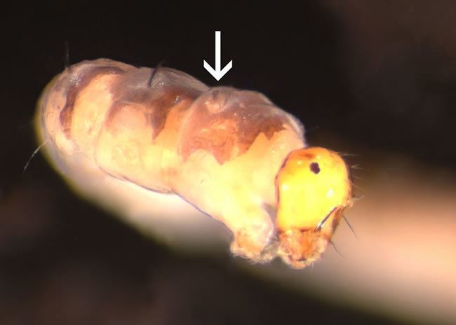 Thaumaleidae Solitary midges Midges Landcare Research