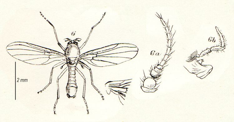 Thaumaleidae British Insects Families of Diptera Thaumaleidae