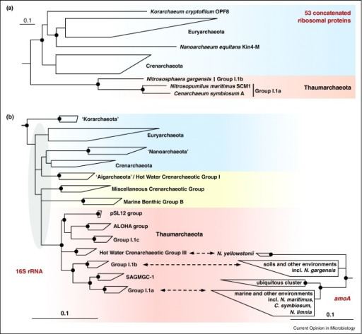 Thaumarchaeota Phylogeny of ammoniaoxidizing Thaumarchaeota a Sche Openi