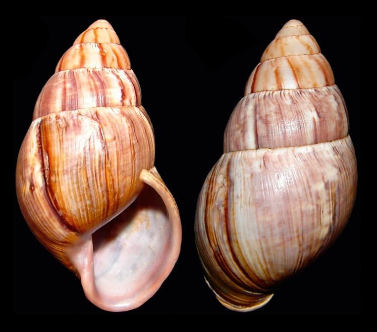 Thaumastus (gastropod)