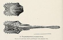 Thaumatichthys httpsuploadwikimediaorgwikipediacommonsthu