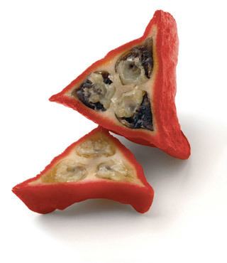 Thaumatin Thaumatin is a natural protein extracted from the Katemfe Fruit