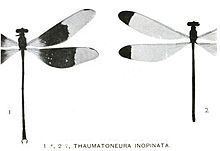 Thaumatoneura inopinata httpsuploadwikimediaorgwikipediacommonsthu