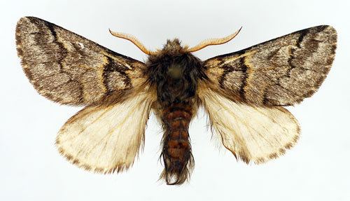 Thaumetopoea pinivora Thaumetopoea pinivora Insecta Lepidoptera Notodontidae