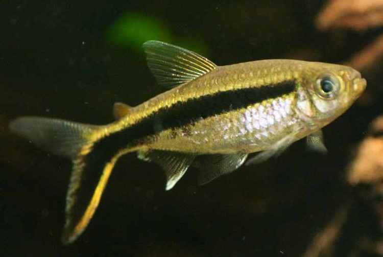 Thayeria Thayeria Boehlkei Tropical Fish Keeping
