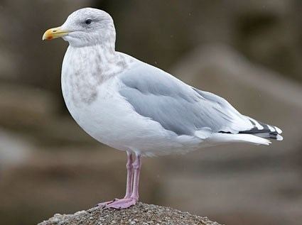Thayer's gull Thayer39s Gull Identification All About Birds Cornell Lab of