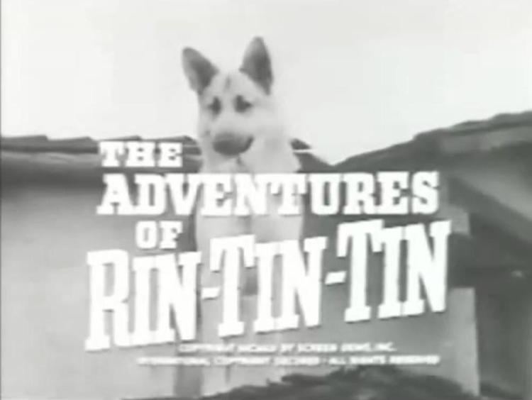The Adventures of Rin Tin Tin CTVA US Western quotThe Adventures of RinTinTinquot Screen GemsABC