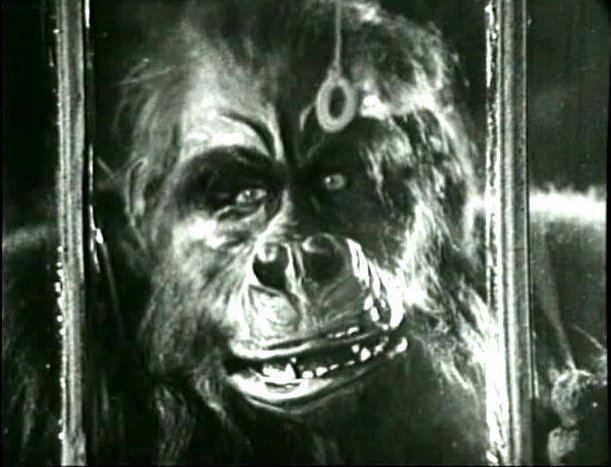 The Ape (1940 film) The Ape 1940 film Alchetron The Free Social Encyclopedia