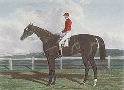 The Baron (horse) httpsuploadwikimediaorgwikipediacommonsthu