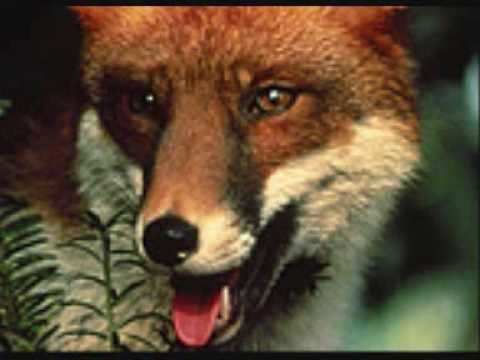 The Belstone Fox the belstone fox theme laurie johnson 1973 YouTube