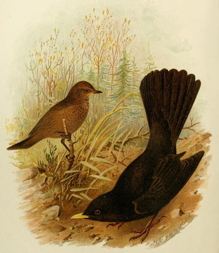 The Bird-catcher and the Blackbird