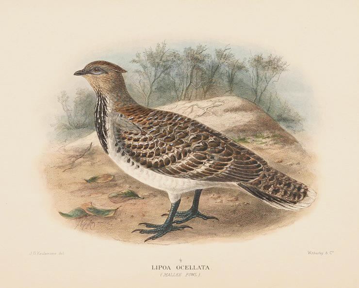 The Birds of Australia (Mathews)