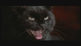The Black Cat (1981 film) The Black Cat 1981 Lucio Fulci Gets Some Pussy The Lightning