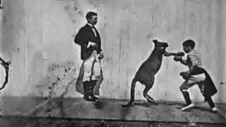 The Boxing Kangaroo movie poster