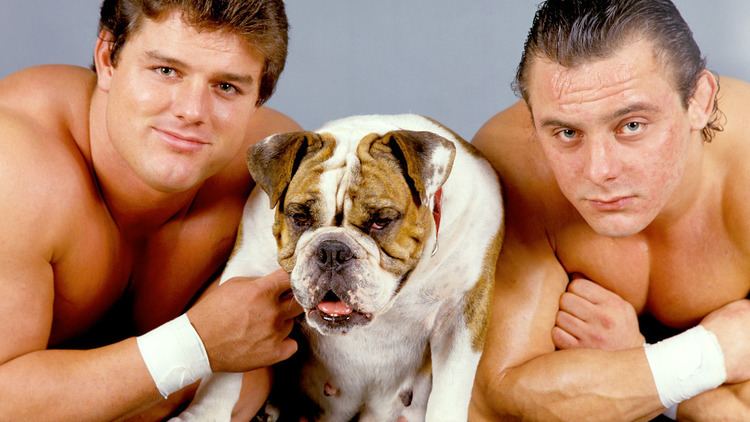 The British Bulldogs The Angle You Might Have Missed The Fall of the British Bulldogs