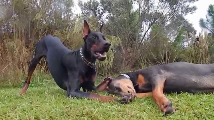 The Daring Dobermans Those Daring Dobermans A Short Film By PANZERTOO YouTube