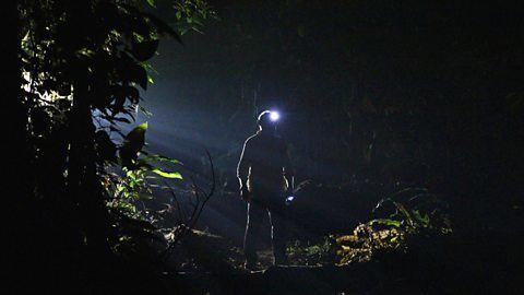 The Dark: Nature's Nighttime World BBC Two The Dark Nature39s Nighttime World