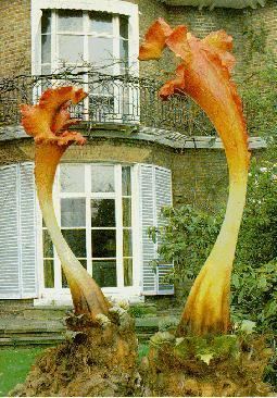 The Day of the Triffids (1981 TV series) Day of the Triffids 1981 Fantastic Television