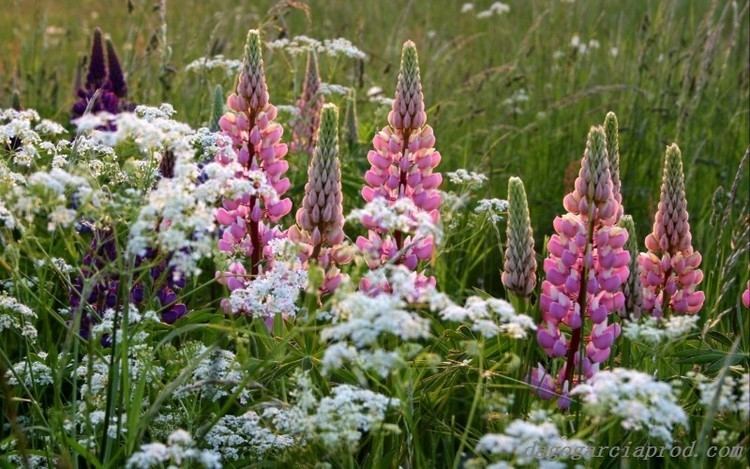 The Dull Ice Flower Dull ice flower only beautiful sight