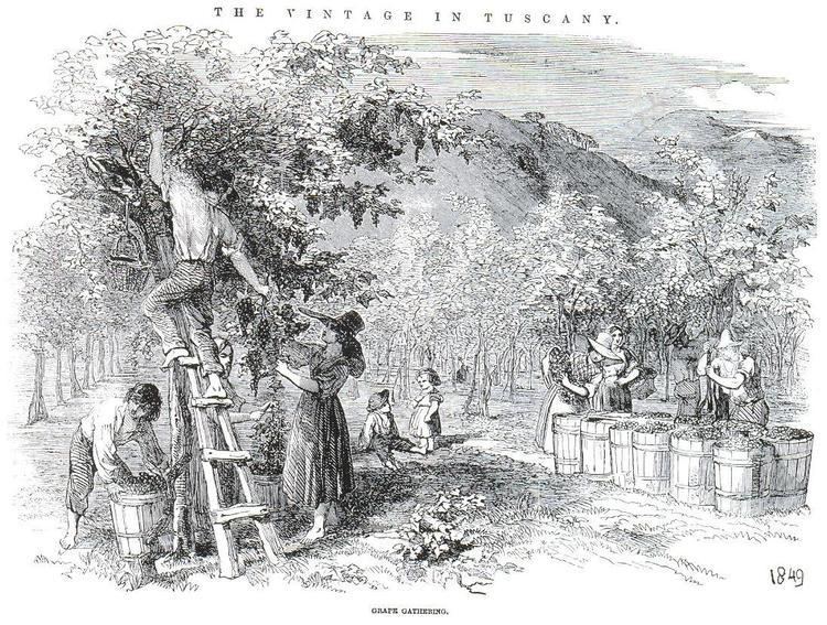 The Elm and the Vine