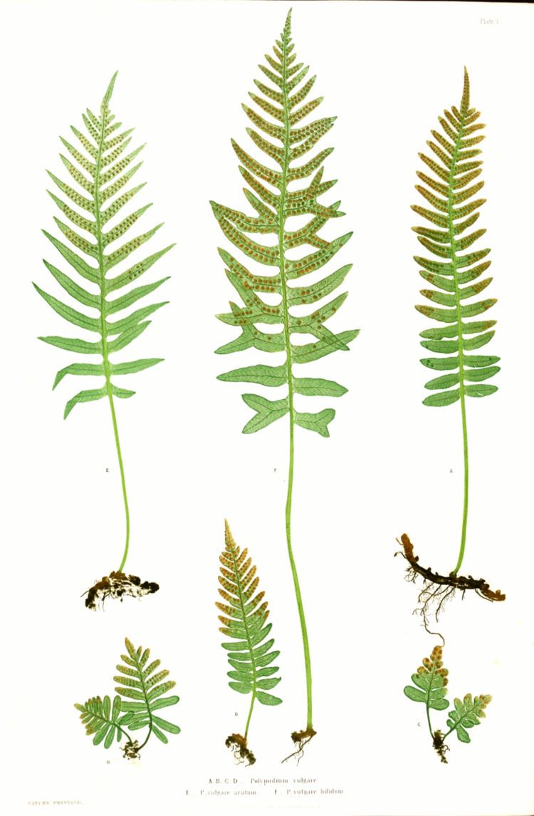 The Ferns of Great Britain and Ireland