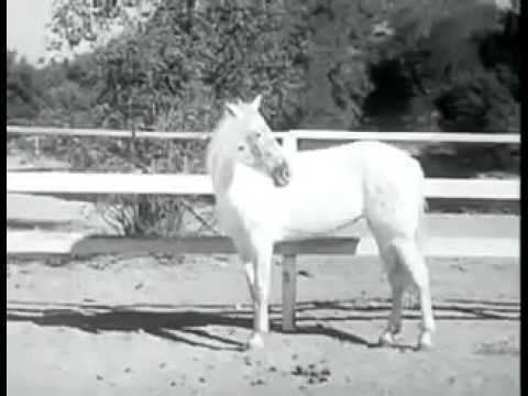 The Fighting Stallion The Fighting Stallion 1950 YouTube