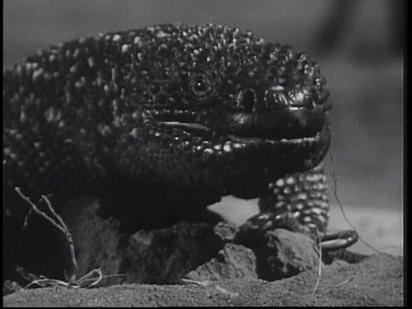 The Giant Gila Monster The Giant Gila Monster 1959 Full Movie Review
