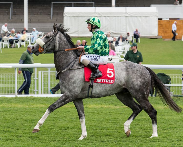 The Grey Gatsby The Grey Gatsby before The Dante Dante Stakes Day 15th M Flickr