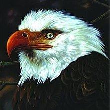 The Hawk Is Howling httpsuploadwikimediaorgwikipediaenthumb4