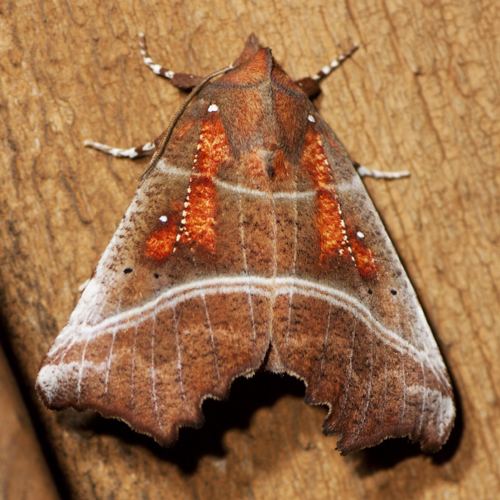 The Herald (moth) The Herald Moth Hodges 8555 Scoliopteryx libatrix BugGuideNet