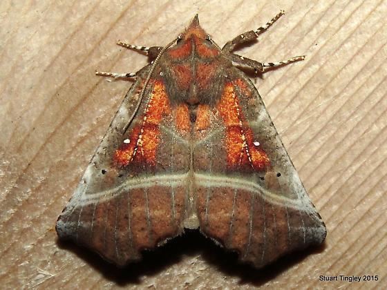 The Herald (moth) The Herald Moth Scoliopteryx libatrix BugGuideNet