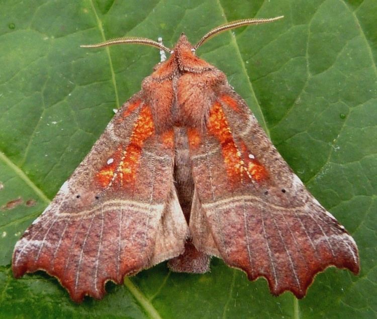 The Herald (moth) The Herald Scoliopteryx libatrix NatureSpot