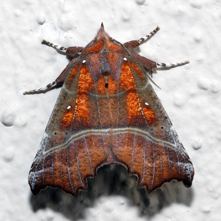 The Herald (moth) uploadwikimediaorgwikipediacommonscc8Scolio