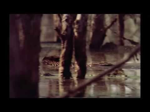 The Legend of Boggy Creek The Legend of Boggy Creek 1972 Trailer YouTube